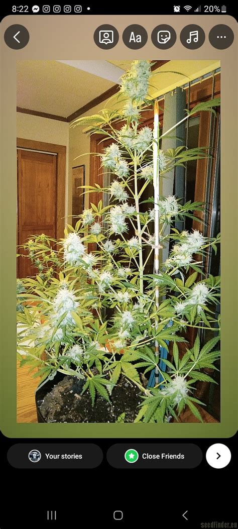 Shogun Royal Queen Seeds Cannabis Strain Gallery