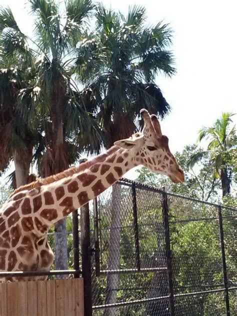 naples zoo | Naples zoo, Giraffe, Animals