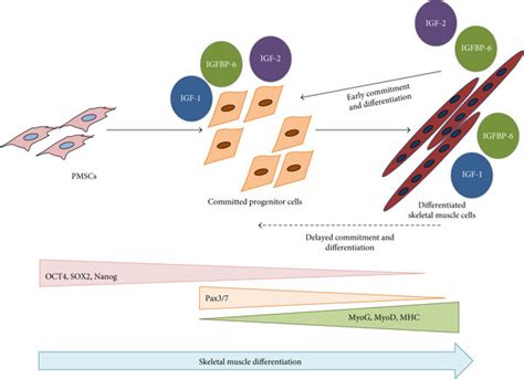 Model Of Igfs And Igfbp Functions During Pmscs Myogenesis During