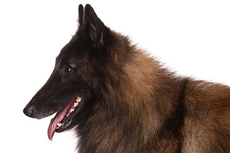 Belgian Tervuren Dog Breed Information Belgian Tervuren Tervuren