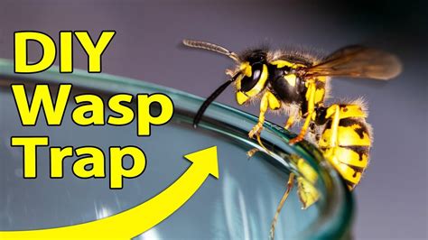 How To Prepare A Diy Hornet Trap For Keeping Your Home Protected