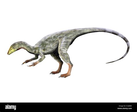 Compsognathus Dinosauro Sfondo Bianco Foto Stock Alamy