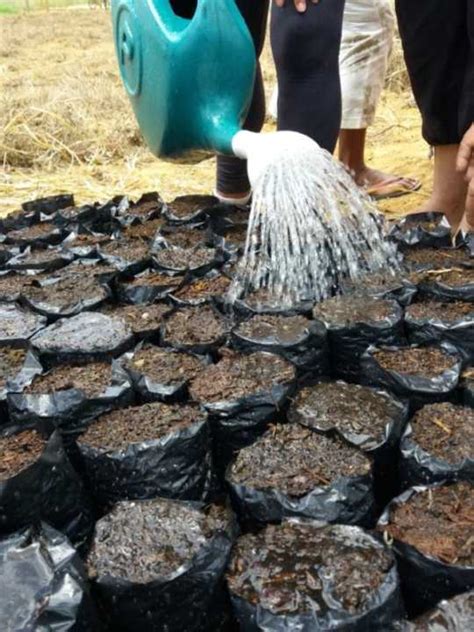 Ater Bahia Produtiva Cedasb Realiza A Es De Incentivo Aos Sistemas