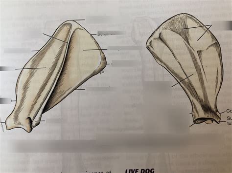 Scapula Dog Diagram Quizlet