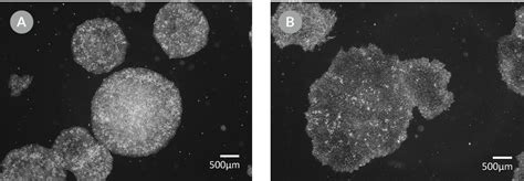 Assessing Morphology Of Hpscs Passaged As Aggregates Stemcell