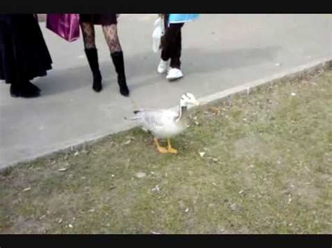 Танцующий гусь - YouTube