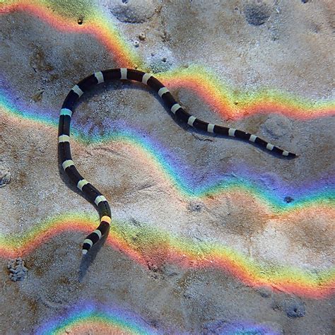 Banded Convict And Spotted Snake Eels Know The Difference Norfolk