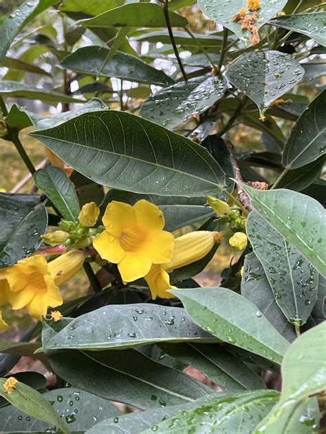 Allamanda Schottii Pohl