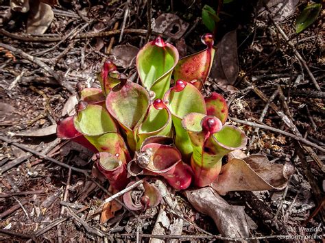 Heliamphora Sp Akopan X Pulchella Mateusz Flickr