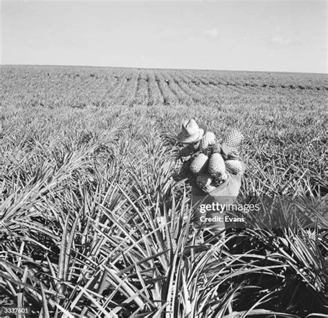 152 Pineapple Plantation Hawaii Stock Photos, High-Res Pictures, and ...