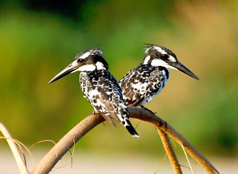 Bird Watching in Jim Corbett National Park - Tour My India