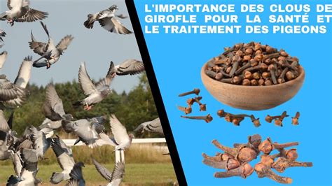 L Importance Des Clous De Girofle Pour La Sant Et Le Traitement Des