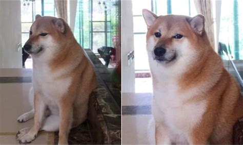 Cheems Balltze The Legendary Shiba Inu Viral Meme Dog Passes Away