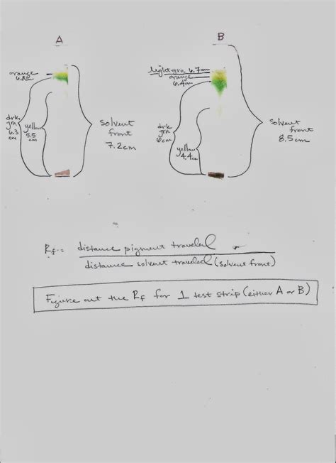 Mrs. Van Gundy's Science Blog: Paper Chromatography example