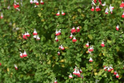 Salvia Hot Lips Plant Care Growing Horticulture Co Uk