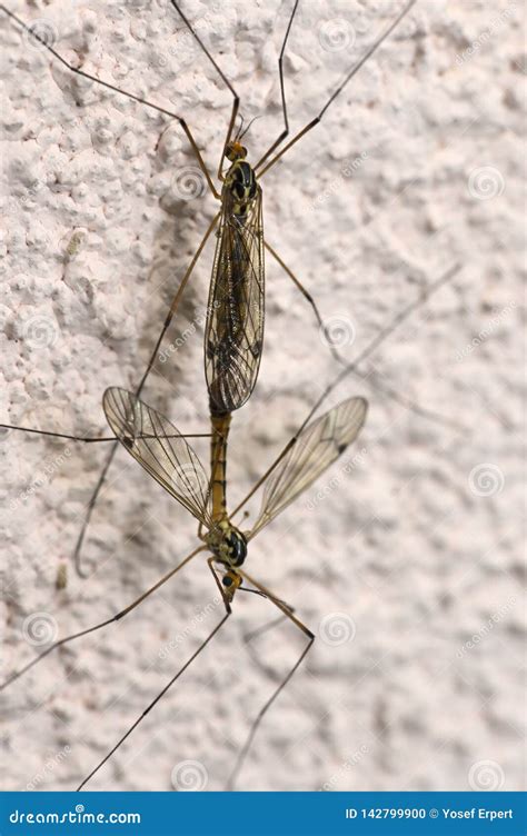 Basic Instinct Mosquito Mating Stock Photo Image Of Eyes Copulation