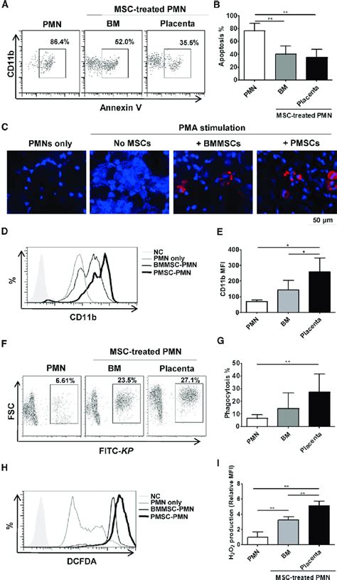 Both Human Bmmscs And Pmscs Prevent Polymorphonuclear Neutrophil Pmn Download Scientific