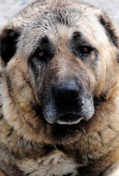 130 Kangal malakli dog turkey ideas | zvieratá, domáci miláčikovia ...