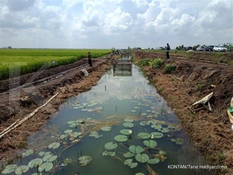 Pengamat Pemanfaatan Lahan Rawa Efektif Dalam Meningkatkan Produksi