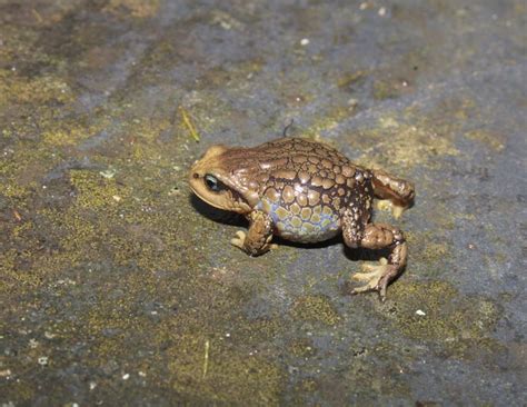 Ayacucho Investigadores Descubren Nueva Especie De Rana En Los Bosques