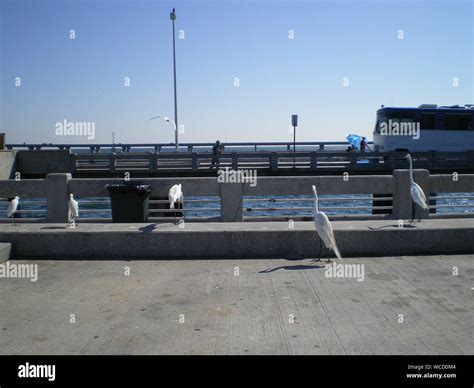 Group Of Birds On Bridge Hi Res Stock Photography And Images Alamy