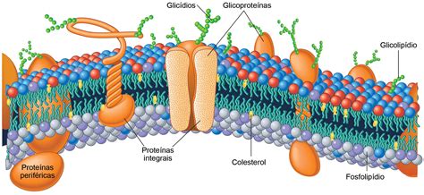 Composição Química Da Membrana Plasmática ENSINO