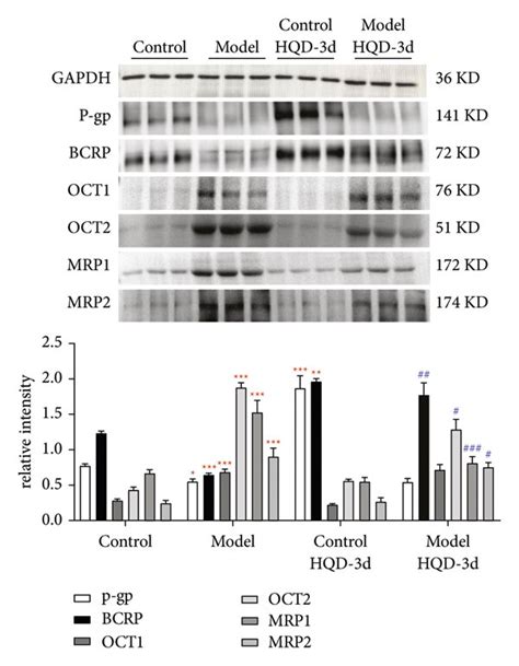 Protein Expression Of Small Intestinal Transporters Bcrp P Gp Oct