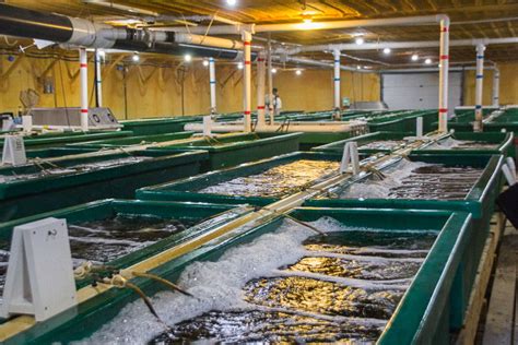 No 4 Recirculating Aquaculture Systems Ras Todays Farmed Fish