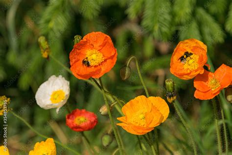 Bienen sammeln ihren Nektar von Mohnblüten Der Mohn blüht in den