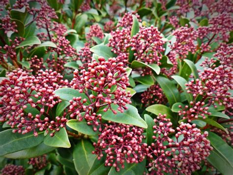 Skimmia japonica: care