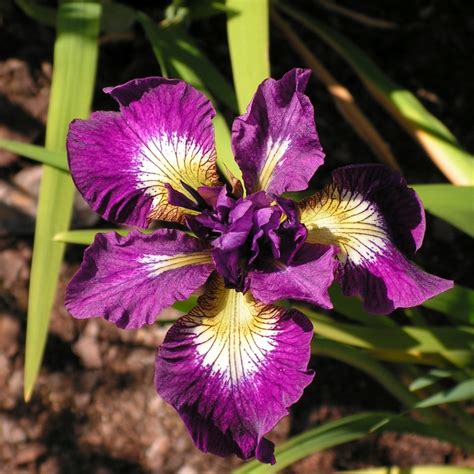 Iris Sibirica Shebang Arborator Us Ugi Ogrodnicze Pawe Ka Mierski