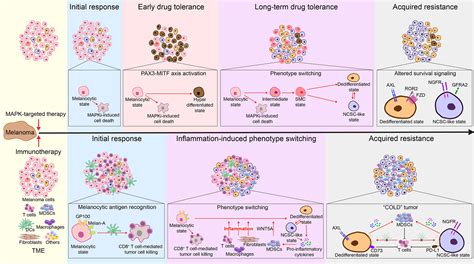 Frontiers Melanoma Plasticity Promoter Of Metastasis And Resistance