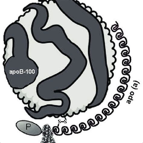 Apolipoprotein(a) molecular structure. Apolipoprotein(a) (apo(a ...