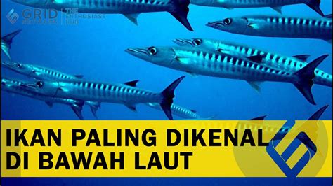 Menyingkap Fakta Menarik Tentang Ikan Barakuda Apa Saja 😍 Youtube