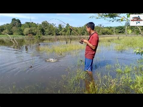 Keseruan Mancing Ikan Gabus Di Awal Air Dalam YouTube