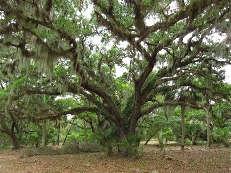 16 Common Types of Oak Trees in Florida (Including Native)