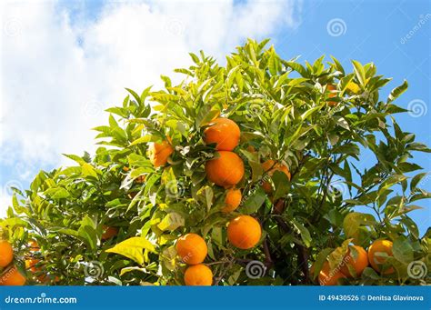 Branch Orange Tree Fruits Green Leaves In Malaga Spain Stock Photo