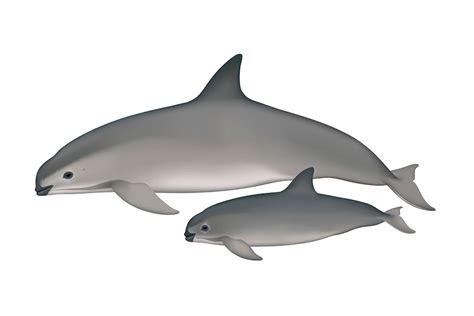 About Vaquita Storied Seafood Aquarium Of The Pacific