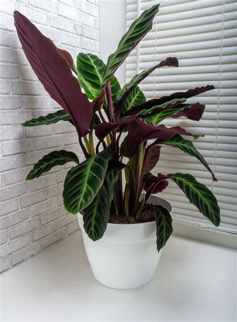 Calathea Warscewiczii: The Beautiful Plant with a Tricky Name