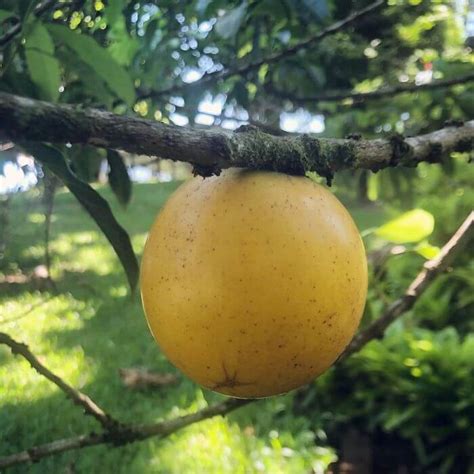 Abiu Fruit (Pouteria caimito): What is it? | Try Green Recipes