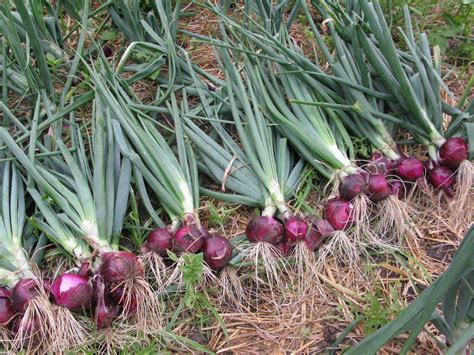 Cara Menanam Bawang Merah Beserta Manfaatnya