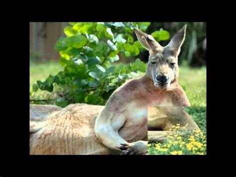 Antilopine Kangaroo