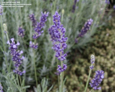 Plantfiles Pictures Lavandula English Lavender Imperial Gem Lavandula Angustifolia By