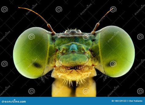 Damselfly Face Extreme Close Up Macro Photography Stock Image Image