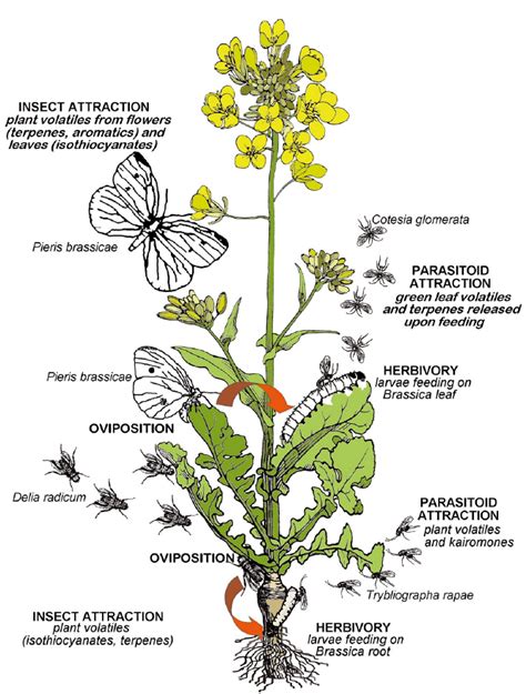 Brassica Rapa Diagram