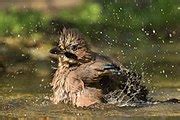 Category Garrulus Glandarius Bathing Wikimedia Commons