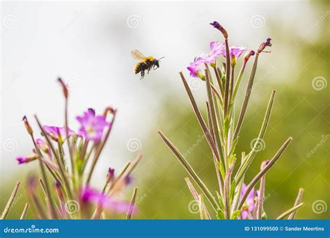 Mellifera Dos Apis Do Inseto Da Abelha Do Mel Que Poliniza Em Flores