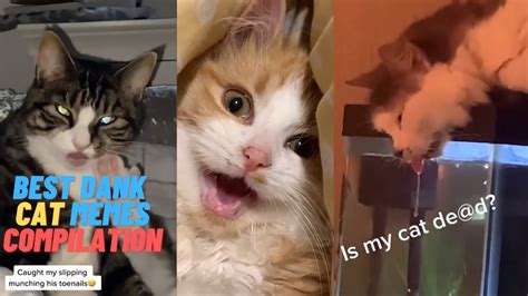 Hilarious Cat Moments Best Cat Memes Compilation