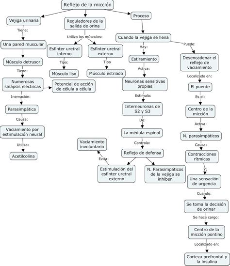 Fisiología Básica y Médica Mapa Conceptual de Micción