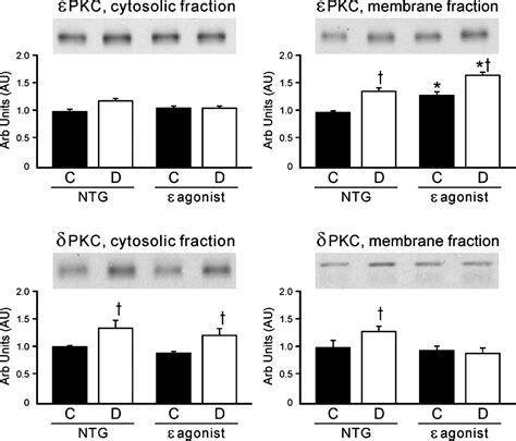 Pkc ε Dependent Survival Signals In Diabetic Hearts American Journal